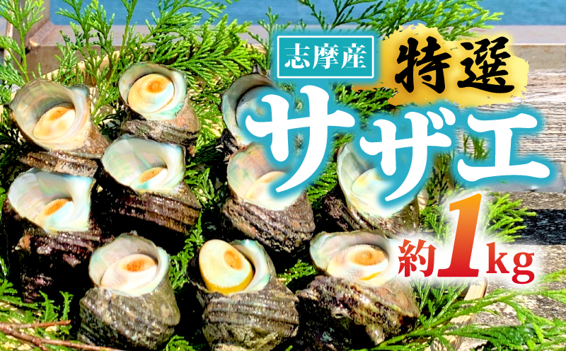 志摩産特選サザエ1ｋｇ入り 三重 志摩 伊勢志摩 新鮮 海鮮 海産物 魚介 魚貝 サザエ 貝 刺身 お造り つぼ焼き グリル BBQ バーベキュー キャンプ 夏 