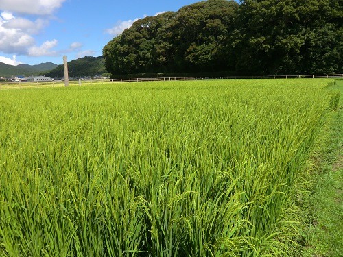 新米 伊勢ひかり 5kg お米 白米 精米 米 おすすめ 国産 朝ごはん 朝食 晩ごはん ご飯 夕食 三重県 志摩市 伊勢 志摩 13000円 1万3000円 一万三千円 伊勢奉祝 奇跡のお米 イセヒカリ 5キロ