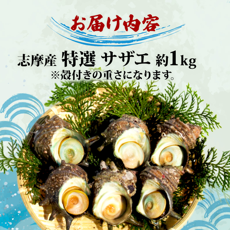 志摩産特選サザエ1ｋｇ入り 三重 志摩 伊勢志摩 新鮮 海鮮 海産物 魚介 魚貝 サザエ 貝 刺身 お造り つぼ焼き グリル BBQ バーベキュー キャンプ 夏 