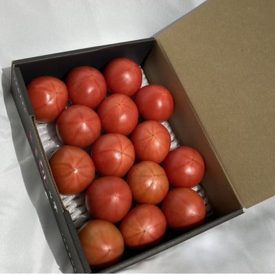 木曽岬産フルーツトマト「とまリッチ」約1kg(化粧箱)【令和5年12月順次