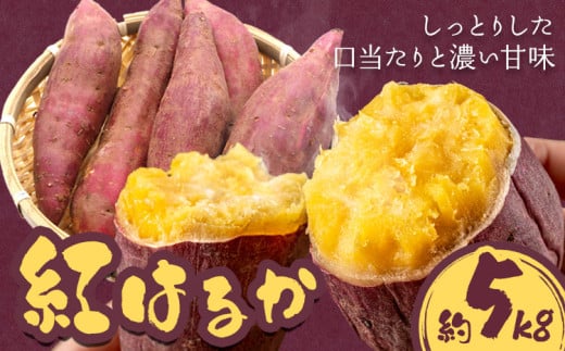 さつまいも 紅はるか 約5kg 株式会社シグマサポート《2026年10月中旬-12月中旬頃出荷予定(土日祝除く)》送料無料 サツマイモ 三重県 東員町 お菓子 おやつ 紅はるか やきいも さつまいも 手軽(F)
