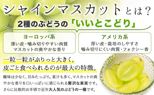 カップ入りぶどう シャインマスカット クイーンニーナ 約300g × 3カップ 株式会社シグマサポート《2026年9月中旬-10月下旬頃出荷》三重県 東員町 ぶどう ブドウ フルーツ 果物 冷蔵 冷蔵便