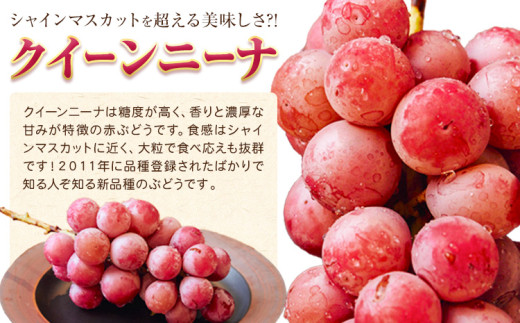 カップ入りぶどう シャインマスカット クイーンニーナ 約300g × 3カップ 株式会社シグマサポート《2026年9月中旬-10月下旬頃出荷》三重県 東員町 ぶどう ブドウ フルーツ 果物 冷蔵 冷蔵便