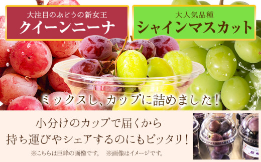 カップ入りぶどう シャインマスカット クイーンニーナ 約300g × 3カップ 株式会社シグマサポート《2026年9月中旬-10月下旬頃出荷》三重県 東員町 ぶどう ブドウ フルーツ 果物 冷蔵 冷蔵便