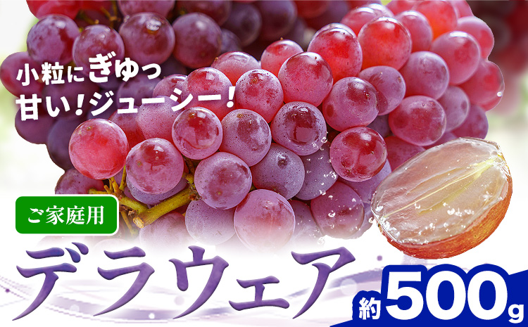 ぶどう【先行予約】甘い夏の果物 ご家庭用 デラウェア 約500g 株式会社シグマサポート《8月上旬-8月下旬頃出荷》三重県 東員町 ぶどう 葡萄 小粒 ブドウ 送料無料