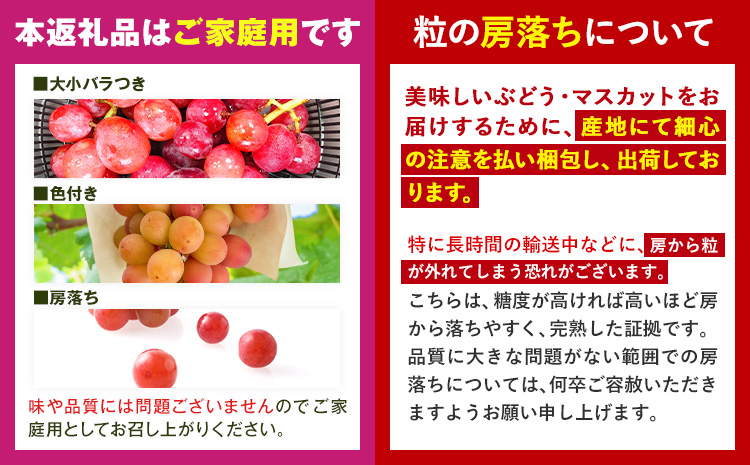 【先行予約】ぶどう ご家庭用 クイーンニーナ 約900g 株式会社シグマサポート《2026年9月中旬-11月上旬頃出荷》三重県 東員町 ぶどう ブドウ フルーツ 果物 冷蔵 冷蔵便