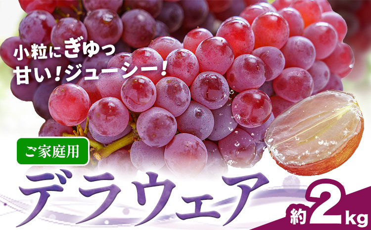 ぶどう【先行予約】甘い夏の果物 ご家庭用 デラウェア 約2kg 株式会社シグマサポート《8月上旬-8月下旬頃出荷》三重県 東員町 ぶどう 葡萄 小粒 ブドウ 送料無料