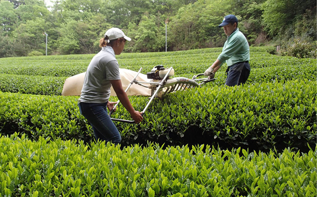 縲宣ォ伜ウカ螻矩∈螳壼刀縲<蟾晏次陬ス闌カ>荳逡ェ闌カ莨雁兇闌カ繝壹ャ繝医懊ヨ繝ォ縲24譛ャ縲TSY-04-01
