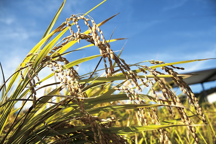 FS-05 「二百年米」コシヒカリ（3合×2）