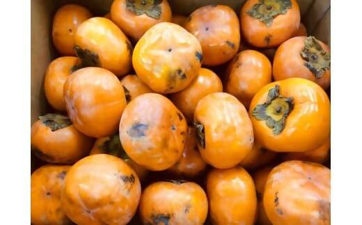 【令和8年産柿　先行予約】《 訳あり 》5㎏ 次郎柿 たねなし 柿 かき フルーツ 家庭用 訳あり 規格外 わけあり 不揃い ふぞろい 種なし 干し柿  三重県 多気町 GF-17