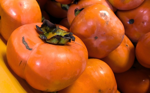 【令和8年産柿　先行予約】《 訳あり 》5㎏ 次郎柿 たねなし 柿 かき フルーツ 家庭用 訳あり 規格外 わけあり 不揃い ふぞろい 種なし 干し柿  三重県 多気町 GF-17