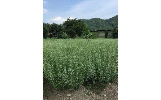 ç¡èŸ²è¬ããŒãåããæ¡åããè¶
åžå°ãªæ¥æ¬ããããã®èèãGE-05ã