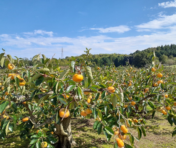 GF-13ãããºæ¿ãã€ãã£ãæ¿ã·ããªã¢ã5åå
¥ã