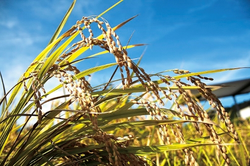 FS-08 「二百年米」コシヒカリと清酒「彦左衛門＆須賀」のセット