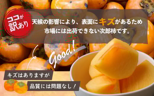 【令和8年産柿　先行予約】《 訳あり 》5㎏ 次郎柿 たねなし 柿 かき フルーツ 家庭用 訳あり 規格外 わけあり 不揃い ふぞろい 種なし 干し柿  三重県 多気町 GF-17