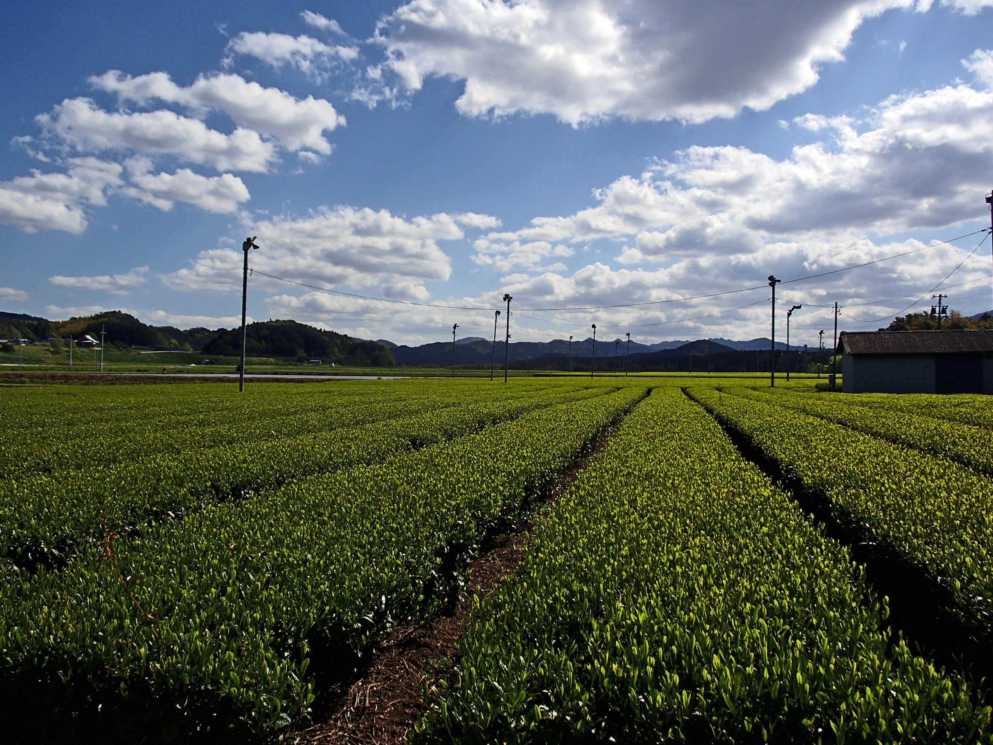 【高島屋選定品】<川原製茶>煎茶と急須セット　玉露・深蒸し煎茶 TSY-04-05