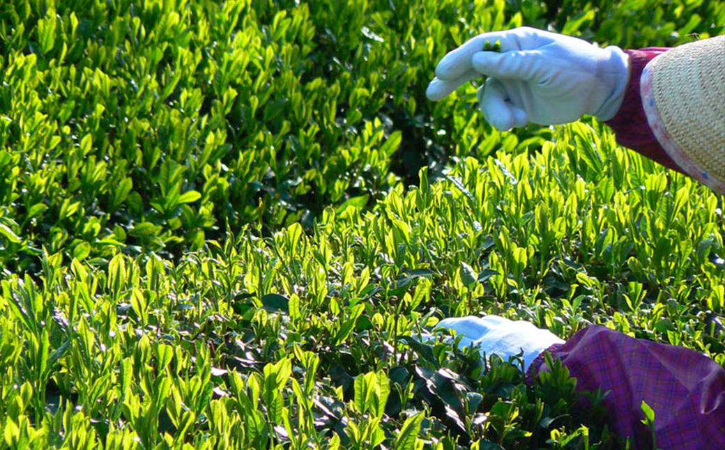 【高島屋選定品】<川原製茶>煎茶と急須セット　玉露・深蒸し煎茶 TSY-04-05
