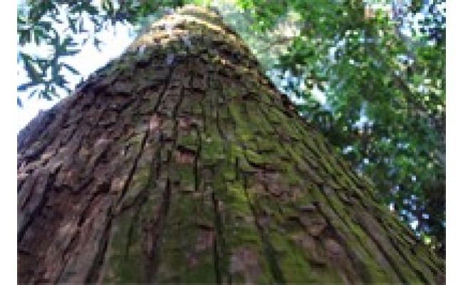 SG01　御山杉染め　富久紗（ふくさ）