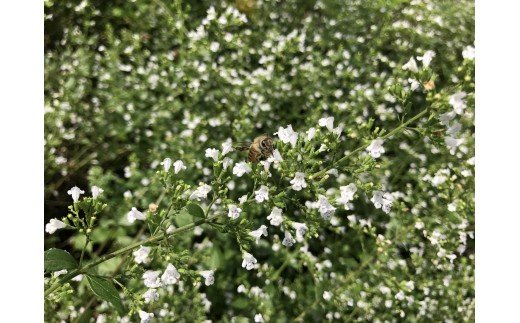 ç¡èŸ²è¬ããŒãåããæ¡åããè¶
åžå°ãªæ¥æ¬ããããã®èèãGE-05ã