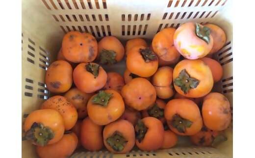 【令和8年産柿　先行予約】《 訳あり 》5㎏ 次郎柿 たねなし 柿 かき フルーツ 家庭用 訳あり 規格外 わけあり 不揃い ふぞろい 種なし 干し柿  三重県 多気町 GF-17