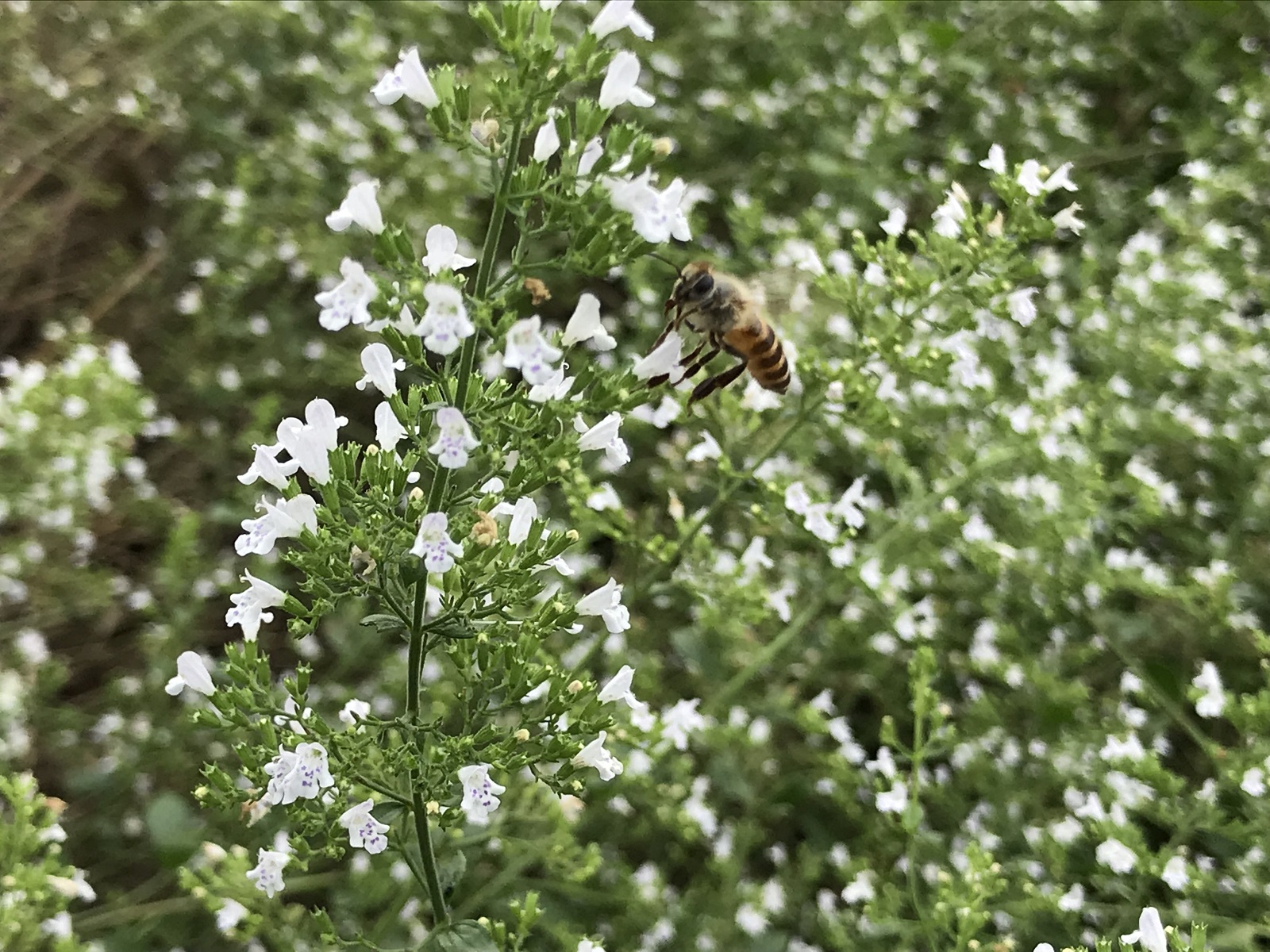 ç¡èŸ²è¬ããŒãåããæ¡åããè¶
åžå°ãªæ¥æ¬ããããã®èèãGE-05ã