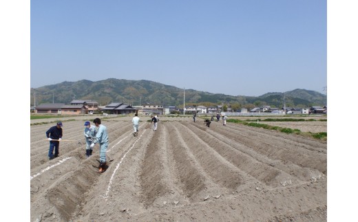 JA-01　300年の歴史を誇る　特産伊勢いも