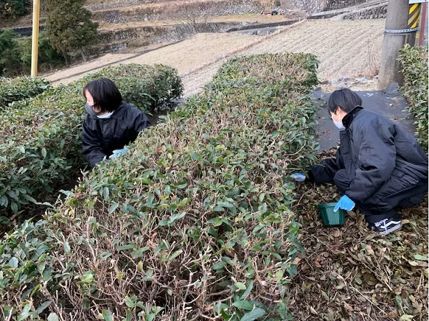 ON-05　高校生が挑戦「茶畑再生プロジェクト」国産茶の実100%オイル　まごころTEAオイル