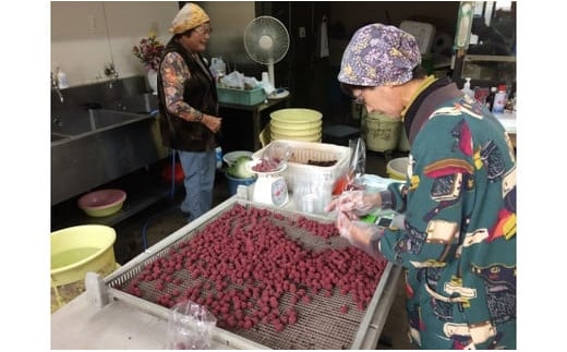 40年作り続けてきた無添加多気町産南高梅干しと季節の食べ物セット 数量限定 梅干 うめぼし しょっぱい すっぱい 紫蘇 シソ しそ 紅生姜 紅ショウガ 紅しょうが 塩漬け 漬物 お漬物 ジャム ジュース 三重県 多気町 TH‐04