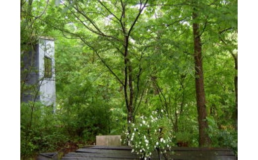 木漏れ日あふれる森の中の陶芸体験　APC-01