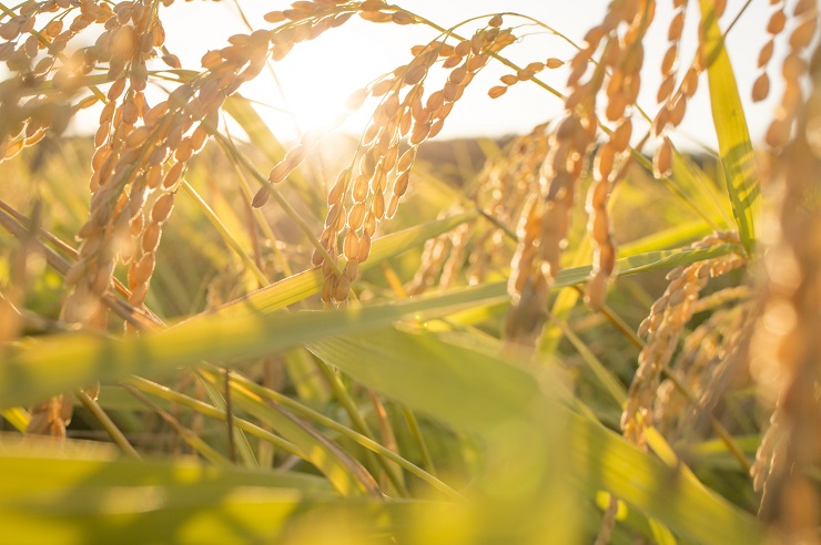 【令和7年産米】有機たい肥で育てた門外不出のコシヒカリ10ｋｇ 精米 白米 10kg 5kg 国産 ごはん 人気 おすすめ  三重県 多気町 NK-02