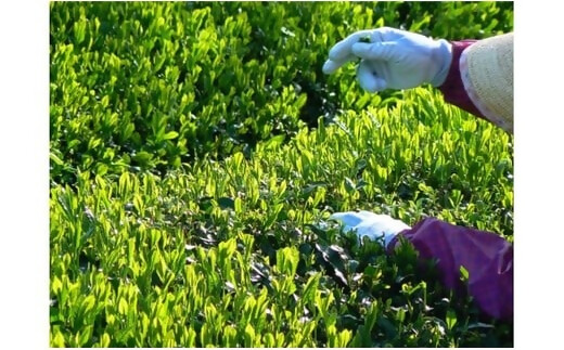 KH-12 ホッとひと息　伊勢茶ティーバッグ　ほうじ茶2g×100個セット