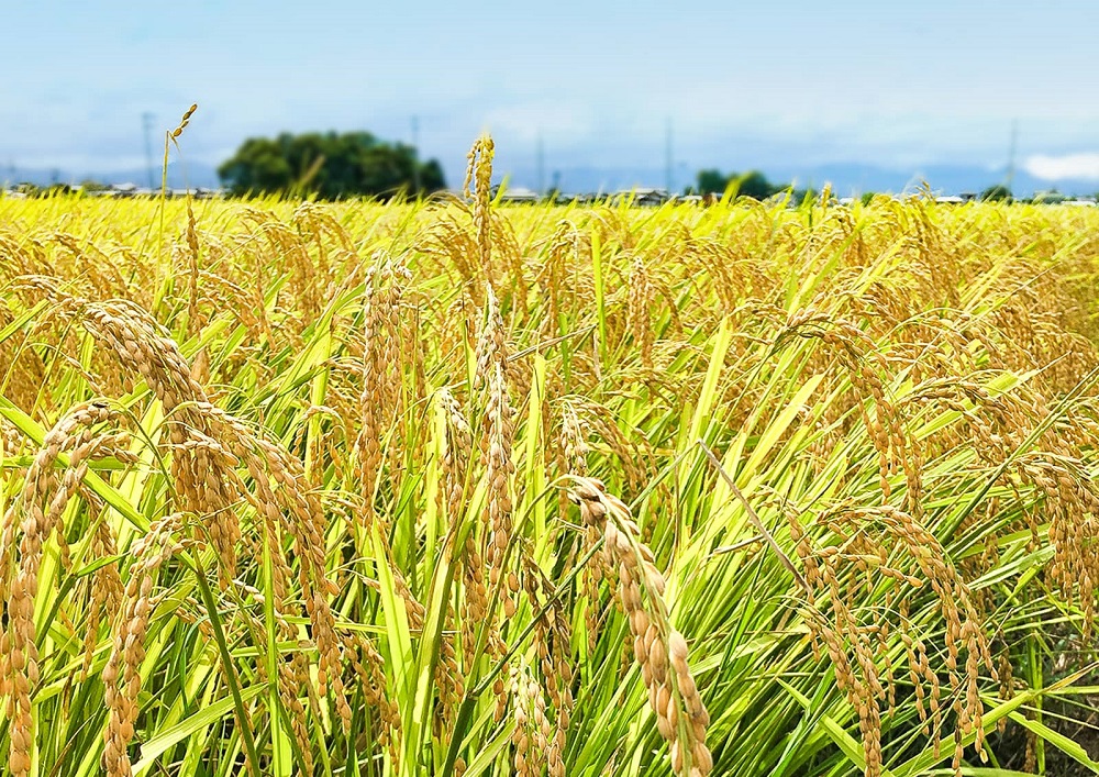 æ¥æ¬é
ãçŠåèµãçŽç±³å€§åéžã720ml é
æ¥æ¬é
same SAKE ãã é
çŽç±³ 倧åéž ã³ã¡ ç±³ ãç±³ ã¢ã«ã³ãŒã« ãããã ãåãå¯ã ãã¬ãŒã³ã èŽç èŽãç© å¹Žæ«å¹Žå§ ãèªå®
çš å®
飲ã¿ãIM-03ã