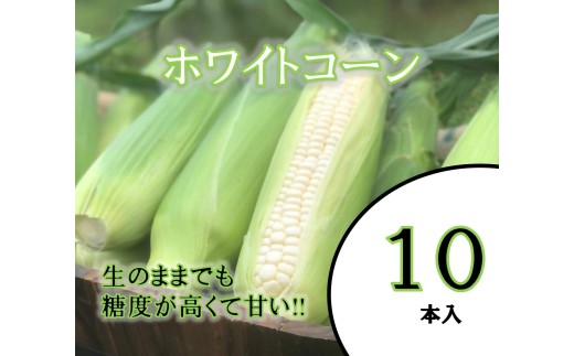 TZM‐01　有機肥料で土づくり　高い糖度が自慢のホワイトコーン　10本（約6kg）