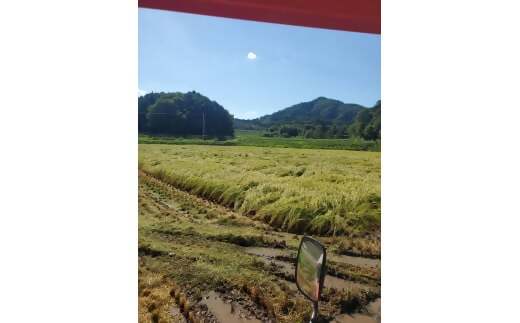 ã什å7幎ç£ç±³ããã«ããŒã¯ã€ãŒã³ 10ã (5ãÃ2) ç±³ ã³ã¡ ã¿ãããŒãããŒã 粟米 çœç±³ 10kg 5kg åœç£ ãã¯ã äººæ° ãããã äžéç 倿°çº NNS-01