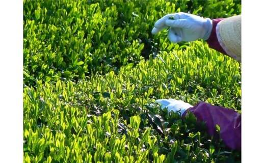 KH-11 æ°ŽåºããOKïŒãäŒå¢è¶ãã£ãŒããã°ãæ·±èžãç
è¶2gÃ100åã»ãã