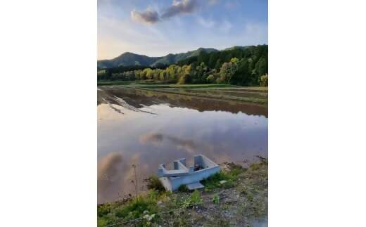 ã什å7幎ç£ç±³ããã«ããŒã¯ã€ãŒã³ 10ã (5ãÃ2) ç±³ ã³ã¡ ã¿ãããŒãããŒã 粟米 çœç±³ 10kg 5kg åœç£ ãã¯ã äººæ° ãããã äžéç 倿°çº NNS-01