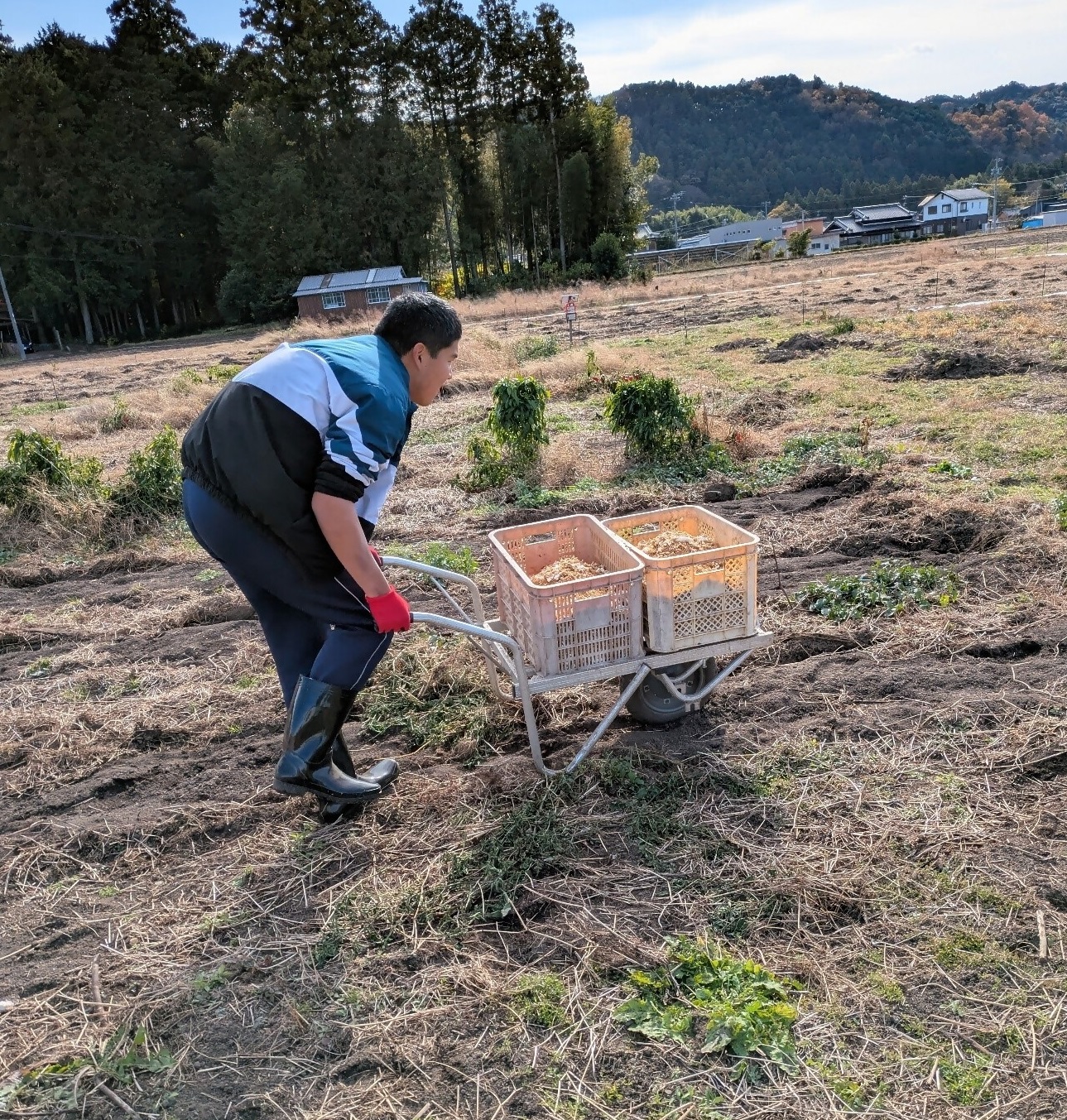 ≪訳あり≫ 栽培期間中、化学肥料・農薬不使用　温室効果ガス削減に貢献しながら、のどかな畑で大切に育てた　キズあり　サツマイモ（紅はるか）６ｋｇ　S～LLサイズ混合  MF-01