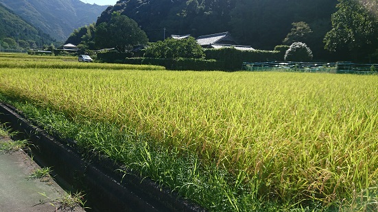 GJ-08　薬草の里 令和５年産 れんげ米 5㎏ | 元丈の館 化学肥料 不使用 みえ 安心食材認定