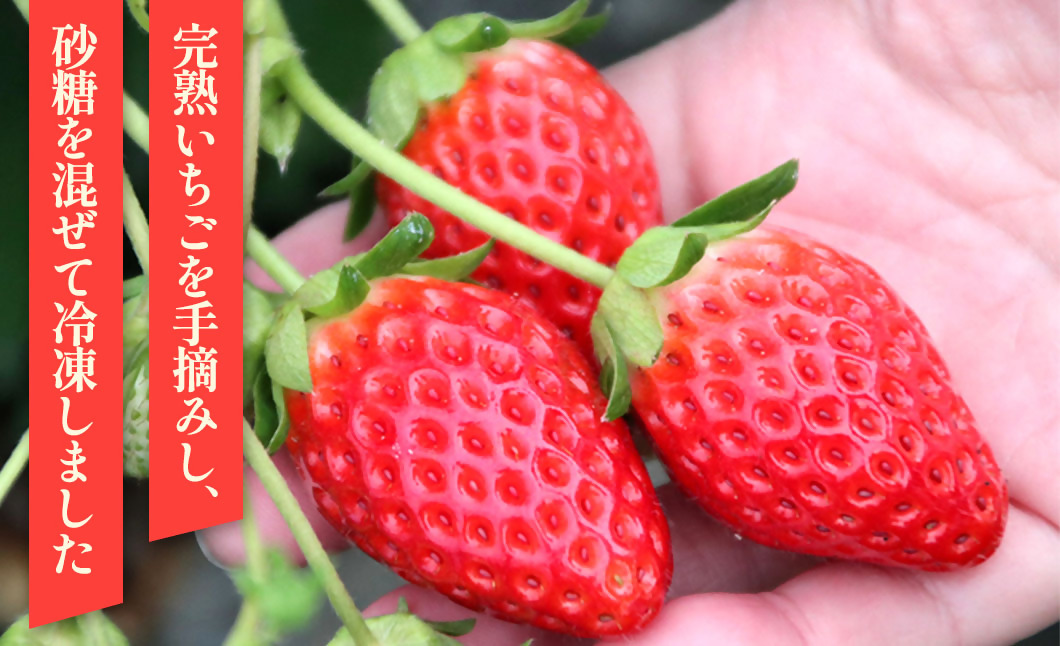冷凍完熟手摘みいちご（章姫）不揃い 1kg 砂糖入り 農園直送 イチゴ 苺 冷凍いちご 果物 スイーツ デザート フルーツ アイス ジャム シャーベット ベリー 氷菓 甘い 果実 あまい 三重県 多気町 FR-13