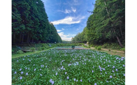 谷川流足圧～全身踏みほぐし～　90分コース　【HTR-101】