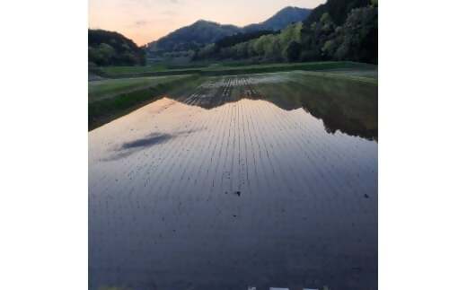 ã什å7幎ç£ç±³ããã«ããŒã¯ã€ãŒã³ 10ã (5ãÃ2) ç±³ ã³ã¡ ã¿ãããŒãããŒã 粟米 çœç±³ 10kg 5kg åœç£ ãã¯ã äººæ° ãããã äžéç 倿°çº NNS-01