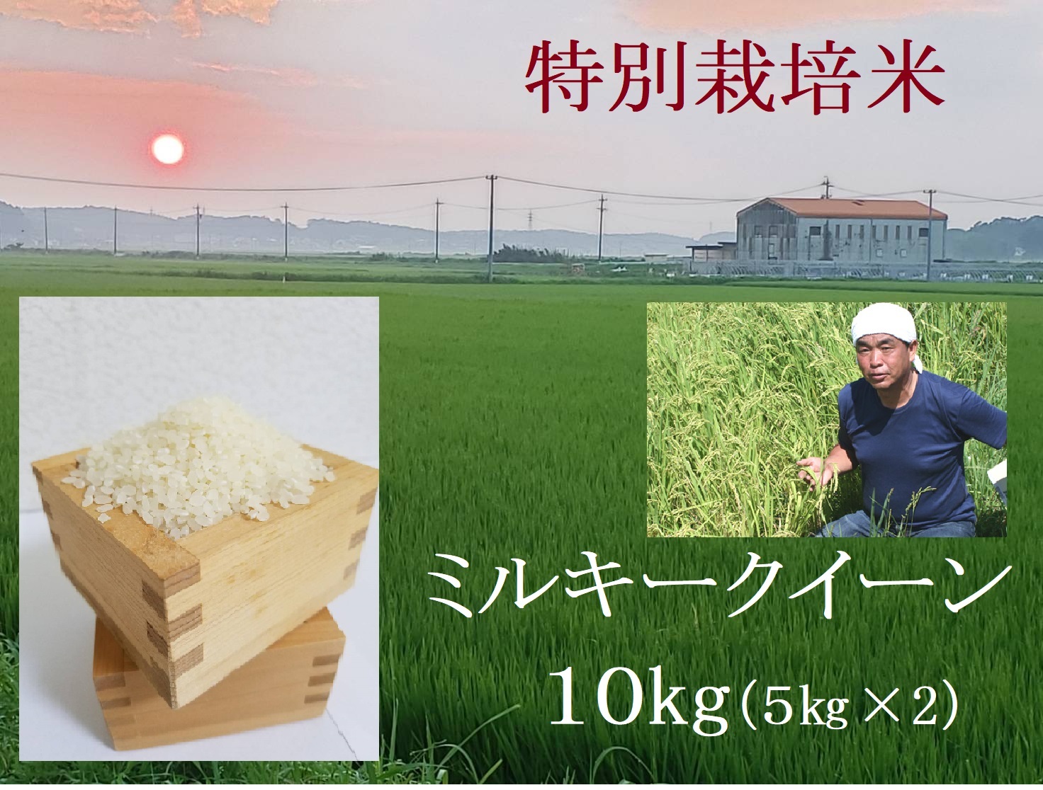 【１１月発送】令和６年産新米 特別栽培米 ミルキークイーン 10kg | 安心 精米 もちもちした食感 こだわりの農法　TC‐0411