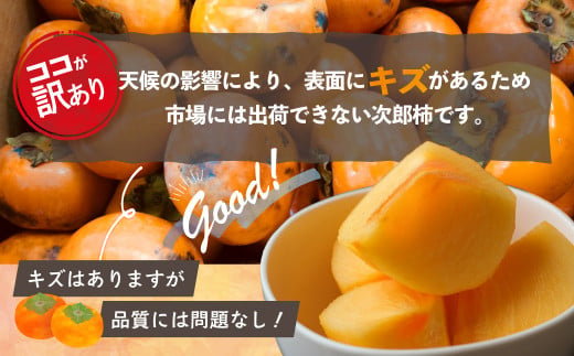 【令和7年産柿/先行予約】《 訳あり 》5㎏ 次郎柿 たねなし 柿 かき フルーツ 家庭用 訳あり 規格外 わけあり 不揃い ふぞろい 種なし 干し柿 先行 先行予約 三重県 多気町 GF-17