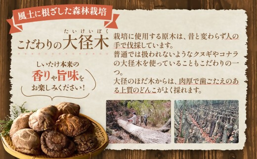 完全無農薬！ 森林栽培原木 乾しいたけ 「特撰・伊勢どんこ」 250g 【月20個限定】 YZ-011