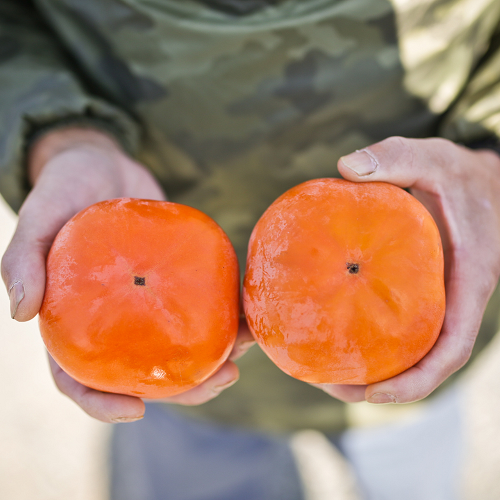 【令和8年産柿/先行予約】三重の安心食材認定！中村農園の次郎柿 M・Lサイズ　22個 (約5～6㎏)　先行予約 先行 予約 柿 カキ かき 減農薬 安心 贈答 果物 くだもの フルーツ 三重県 多気町 NN-03