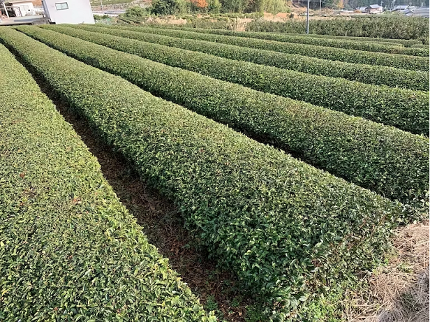 ON-05　高校生が挑戦「茶畑再生プロジェクト」国産茶の実100%オイル　まごころTEAオイル