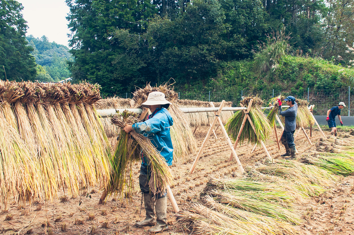 令和7年産　天日乾燥・無農薬自然栽培　食味抜群のにこまる　5㎏　年内発送可 精米 白米  5kg 国産 ごはん 人気 おすすめ 無農薬 有機 減農 数量限定 三重県 多気町NUY-01
