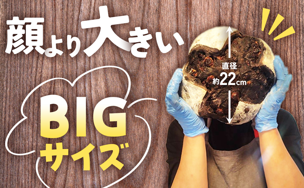 自家製天然酵母を使ったまっ黒チョコのカンパーニュ　【HTR-01】