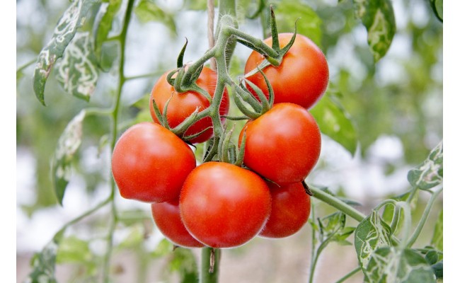 KN-01　2015世界土壌微生物五輪で銀メダル受賞！土力のフルーツトマト