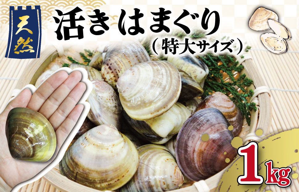 三重県産 活きはまぐり 特大サイズ １kg 【しもい水産】はまぐり ハマグリ 天然はまぐり 活はまぐり 天然 砂抜き ふるさと納税 ふるさと 人気 網焼き 酒蒸し お吸い物 バーベキュー BBQ sm2